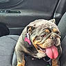 animal, bulldog, car_interior, car_seat, closeup, collar, companion, cute, dog, door_handle, indoor, leather, mammal, pet, pink_tag, resting, seat, tongue, tongue_out, window_controls