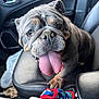 bulldog, dog, tongue_out, wrinkled_face, pet, car_interior, leather_seat, front_seat, paw, close_up, short_muzzle, slobber, passenger, seatbelt_absent, dog_collar, travel, dog_toy, blanket, vehicle, upholstery