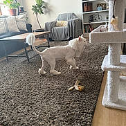 Moose joined the competition — help win amazing prizes! armchair, blanket, bookshelf, carpet, cat, cat_tree, coffee_table, couch, furniture, home_decor, indoor, lion_cut, living_room, natural_light, pet, pillow, plant, toy, window, wood_floor