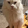 Moose is registered to the contest to win money with this photo: animal, carpet, cat, closeup, cute, door, ears, eyes, face, fluffy, fur, furniture, home, indoor, pet, portrait, sitting, whiskers, white_cat, wooden_surface