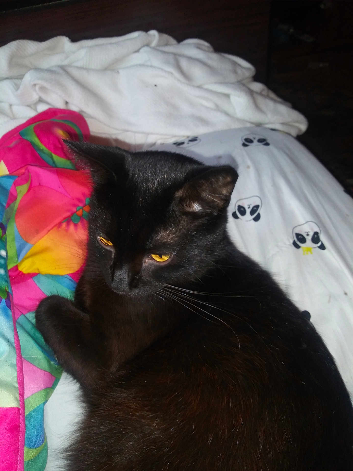 Poppy joined the competition — help win amazing prizes! cat, black_cat, bed, blanket, sheet, panda_print, eyes_yellow, whiskers, fur, bedding, colorful_blanket, indoor, pet, portrait, closeup, sleepy, feline, head, ears, towel