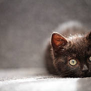 Kiss a rejoint le concours — aidez-le/la à gagner de superbes lots ! cat, kitten, black_cat, pet, animal, cute, feline, lying_down, close_up, green_eyes, soft_texture, indoor, blurred_background, whiskers, curious, young, fur, portrait, domestic_animal, resting