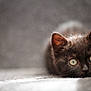 cat, kitten, black_cat, pet, animal, cute, feline, lying_down, close_up, green_eyes, soft_texture, indoor, blurred_background, whiskers, curious, young, fur, portrait, domestic_animal, resting