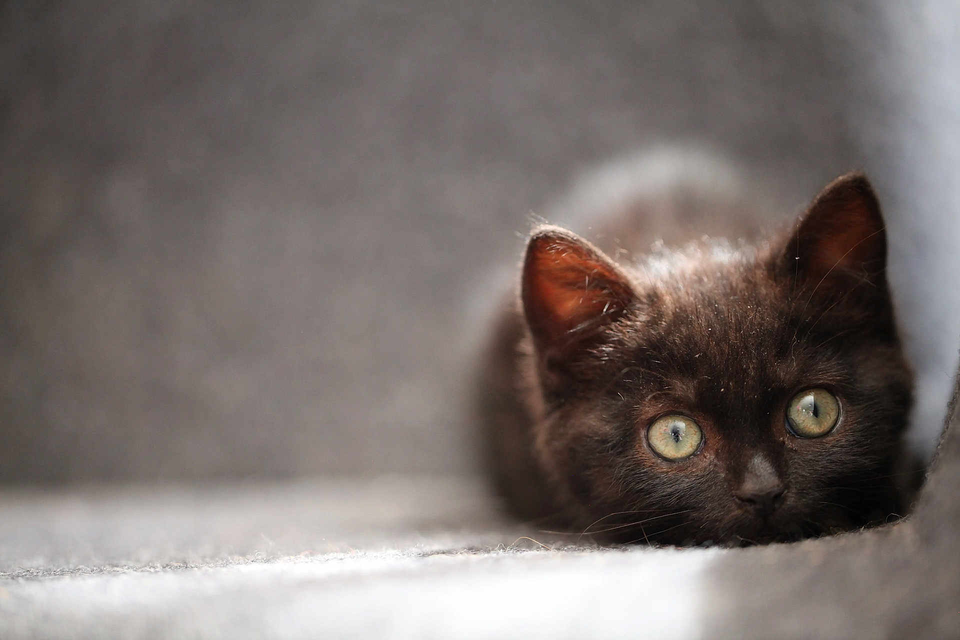 Kiss a rejoint le concours — aidez-le/la à gagner de superbes lots ! cat, kitten, black_cat, pet, animal, cute, feline, lying_down, close_up, green_eyes, soft_texture, indoor, blurred_background, whiskers, curious, young, fur, portrait, domestic_animal, resting