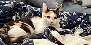 Autumn joined the competition — help win amazing prizes! blanket, bokeh, calico_cat, cat, close_up, couch, cozy, domestic_cat, fur, homelife, indoor, lounging, patterned_fabric, pet, pillow, relaxed, soft_texture, tail, whiskers, yellow_eyes