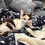 blanket, bokeh, calico_cat, cat, close_up, couch, cozy, domestic_cat, fur, homelife, indoor, lounging, patterned_fabric, pet, pillow, relaxed, soft_texture, tail, whiskers, yellow_eyes