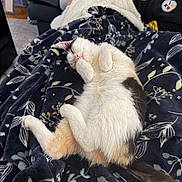 Autumn joined the competition — help win amazing prizes! blanket, cat, couch, cozy, domestic_pet, floral_pattern, fur, hand, jersey, kitten, living_room, nap, paw, person, relaxed, sleeping, smartphone, tail, textile, white_and_orange