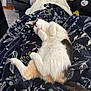 blanket, cat, couch, cozy, domestic_pet, floral_pattern, fur, hand, jersey, kitten, living_room, nap, paw, person, relaxed, sleeping, smartphone, tail, textile, white_and_orange