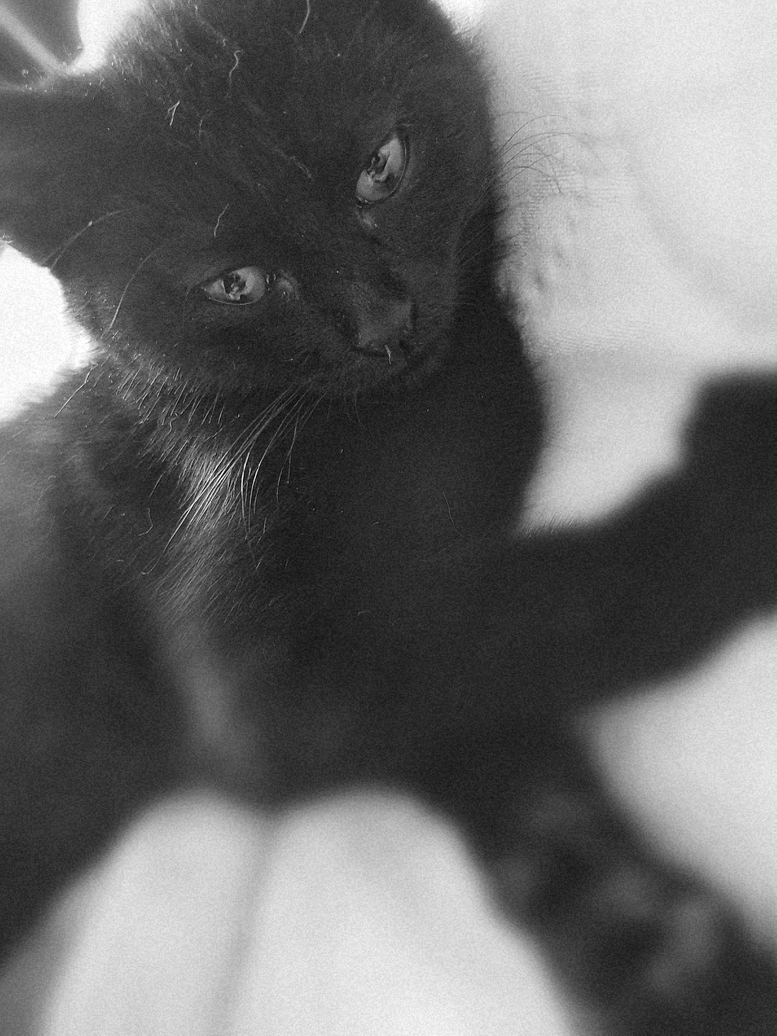 Isis participe au concours pour gagner de l'argent avec cette photo : carnivore, cat, felidae, fur, monochrome, monochrome_photography, plant, shadow, small_to_medium_sized_cats, snout, tail, terrestrial_animal, tints_and_shades, whiskers