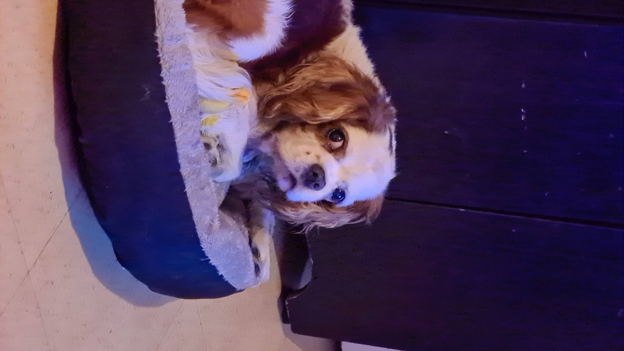 Sparrow participe au concours pour gagner de l'argent avec cette photo : canidae, canis, carnivore, collar, companion_dog, dog, dog_breed, electric_blue, fawn, felidae, fur, fur_clothing, hat, leash, snout, sporting_group, terrestrial_animal, whiskers, working_animal, working_dog