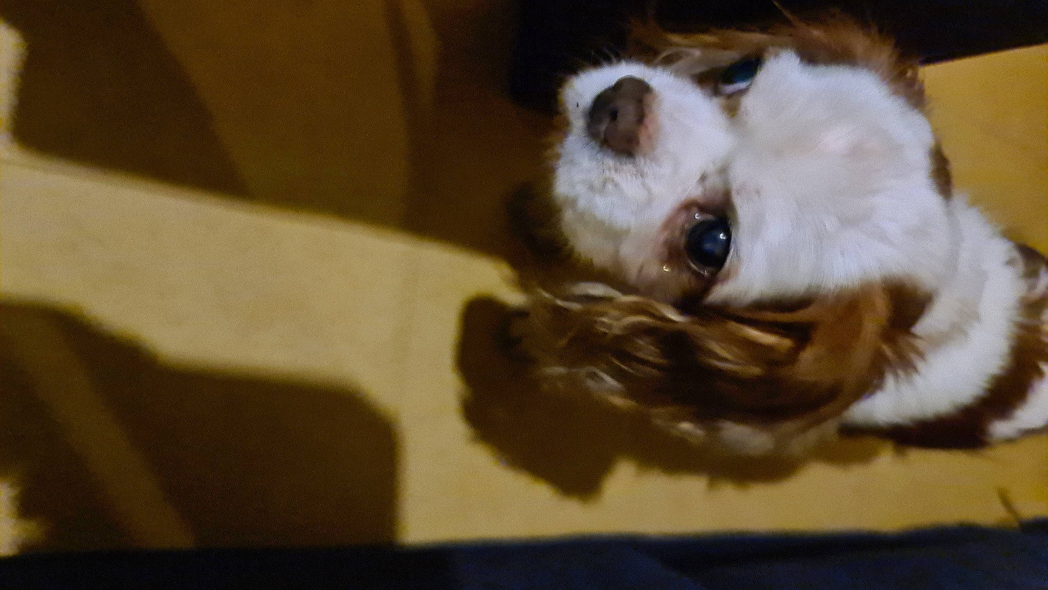 Sparrow participe au concours pour gagner de l'argent avec cette photo : canidae, carnivore, companion_dog, dog, dog_breed, fur, liver, non_sporting_group, paw, snout, spaniel, sporting_group, tibetan_spaniel, toy_dog, whiskers, wood, working_animal