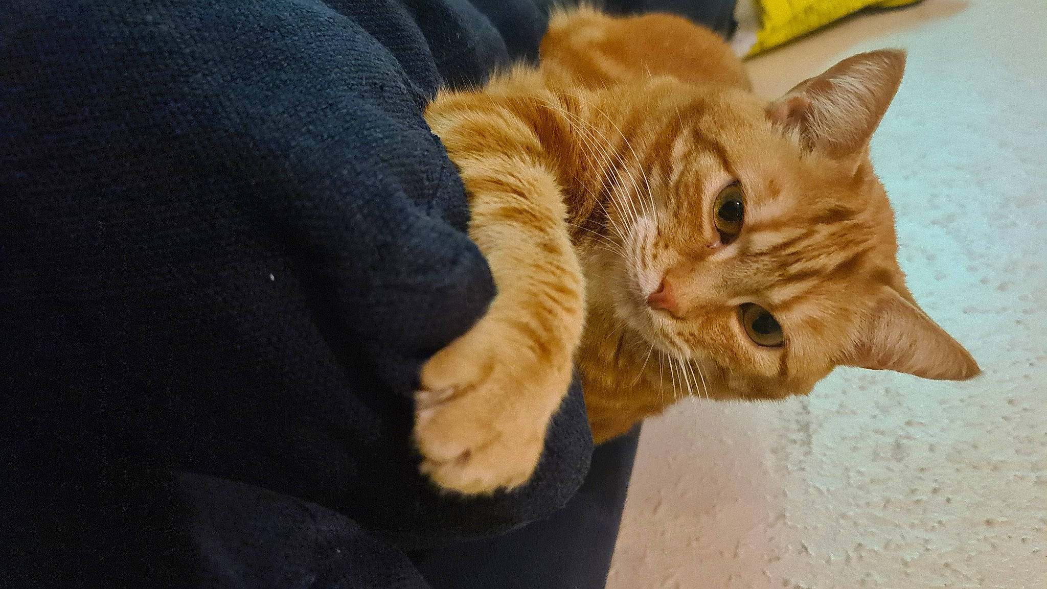 Elfie participe au concours pour gagner de l'argent avec cette photo : carnivore, cat, claw, domestic_short_haired_cat, fawn, felidae, flooring, fur, paw, small_to_medium_sized_cats, snout, tail, terrestrial_animal, whiskers, wildlife, window, wood