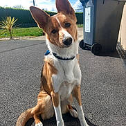 Vaïna a rejoint le concours — aidez-le/la à gagner de superbes lots ! dog, animal, pet, outdoor, pavement, ears, brown_fur, white_fur, collar, tail, sunlight, daylight, trash_bin, greenery, hedge, sky, clouds, curious, sitting, suburban