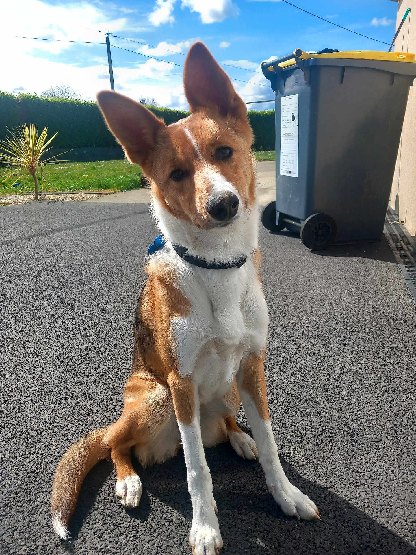 Vaïna a rejoint le concours — aidez-le/la à gagner de superbes lots ! dog, animal, pet, outdoor, pavement, ears, brown_fur, white_fur, collar, tail, sunlight, daylight, trash_bin, greenery, hedge, sky, clouds, curious, sitting, suburban