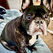 Peanut is registered to the contest to win money with this photo: dog, french_bulldog, pet, indoor, blanket, black_and_white, close_up, curious, ears, nose, fur, animal, companion, cute, sitting, carpet, home, domestic, canine, portrait