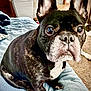 dog, french_bulldog, pet, indoor, blanket, black_and_white, close_up, curious, ears, nose, fur, animal, companion, cute, sitting, carpet, home, domestic, canine, portrait