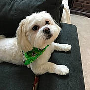 Tashi joined the competition — help win amazing prizes! animal, bandana, carpet, companion, couch, cute, dog, ears, fluffy, furniture, green_bandana, home, indoor, looking_up, paw, pet, relaxed, small_dog, snout, white_dog