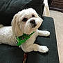animal, bandana, carpet, companion, couch, cute, dog, ears, fluffy, furniture, green_bandana, home, indoor, looking_up, paw, pet, relaxed, small_dog, snout, white_dog