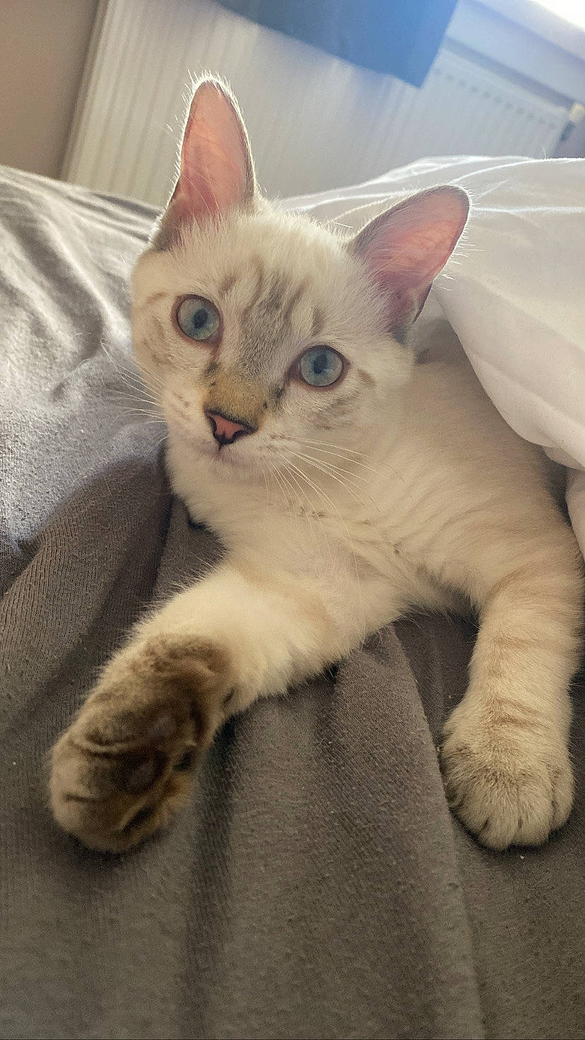 Tweety participe au concours pour gagner de l'argent avec cette photo : carnivore, cat, claw, comfort, domestic_short_haired_cat, fawn, felidae, foot, fur, paw, small_to_medium_sized_cats, snout, tail, whiskers