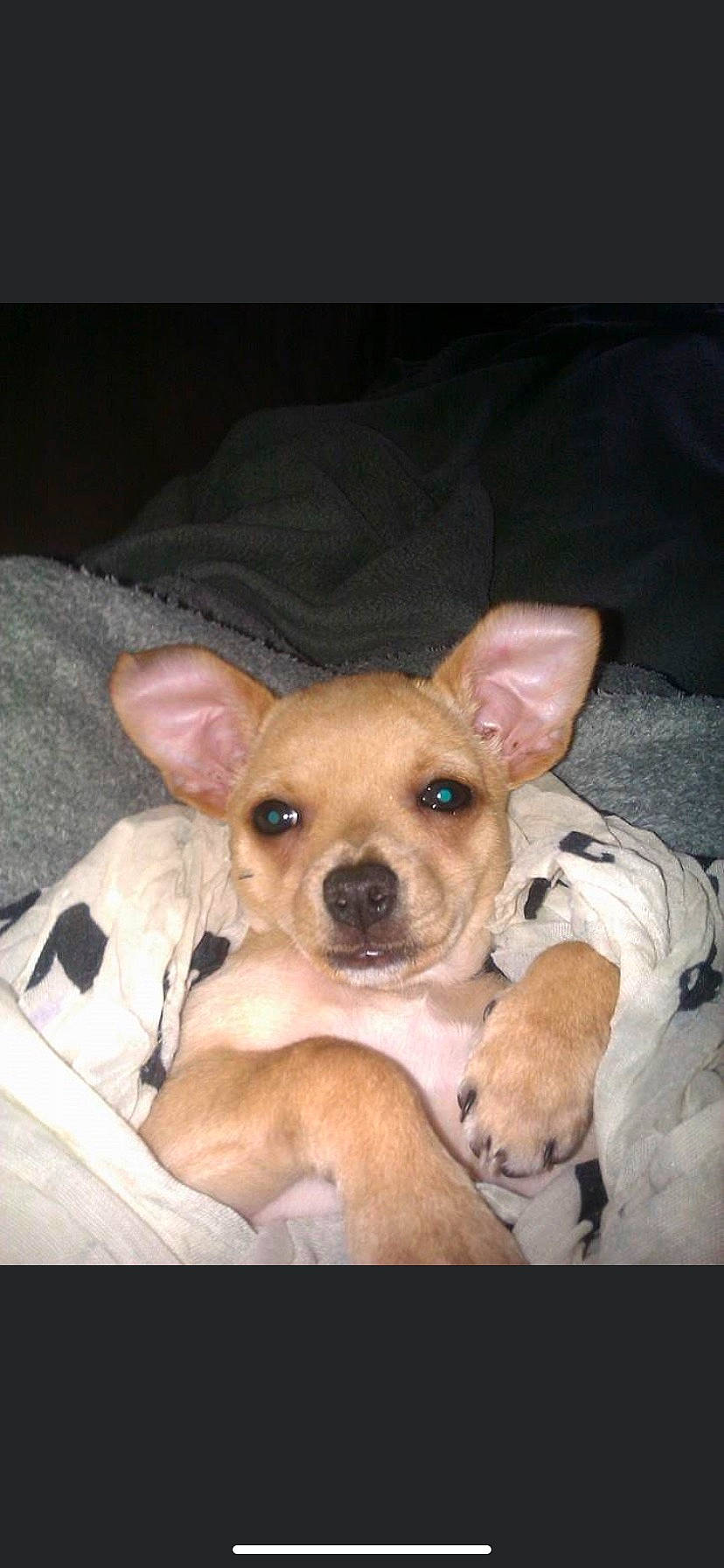 Isia a rejoint le concours — aidez-le/la à gagner de superbes lots ! canidae, carnivore, comfort, companion_dog, corgi_chihuahua, dog, dog_breed, ear, fawn, fur, jaw, non_sporting_group, paw, puppy, snout, sporting_group, terrestrial_animal, toy_dog, whiskers, working_animal