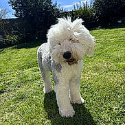 Seiko participe au concours pour gagner de l'argent avec cette photo : backyard, blue_sky, canine, clouds, dog, fluffy, grass, lawn, long_hair, outdoor, pet, shadow, smartphone_screenshot, standing, sunlight, sunny, tongue, tree, walking, white_dog