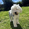 backyard, blue_sky, canine, clouds, dog, fluffy, grass, lawn, long_hair, outdoor, pet, shadow, smartphone_screenshot, standing, sunlight, sunny, tongue, tree, walking, white_dog