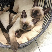 Bella And Tucker is registered to the contest to win money with this photo: cat, siamese_cat, pet, animal, sleeping, resting, basket, cushion, cozy, feline, cute, indoor, floor, fur, whiskers, ears, paws, tail, relaxing, companion