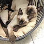 cat, siamese_cat, pet, animal, sleeping, resting, basket, cushion, cozy, feline, cute, indoor, floor, fur, whiskers, ears, paws, tail, relaxing, companion