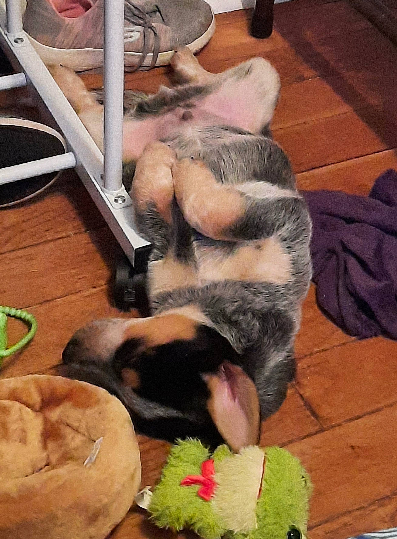 Hero joined the competition — help win amazing prizes! barefoot, canidae, carnivore, comfort, companion_dog, dog, dog_breed, fawn, floor, flooring, foot, fur, hardwood, mammal, nap, paw, sporting_group, tail, wood