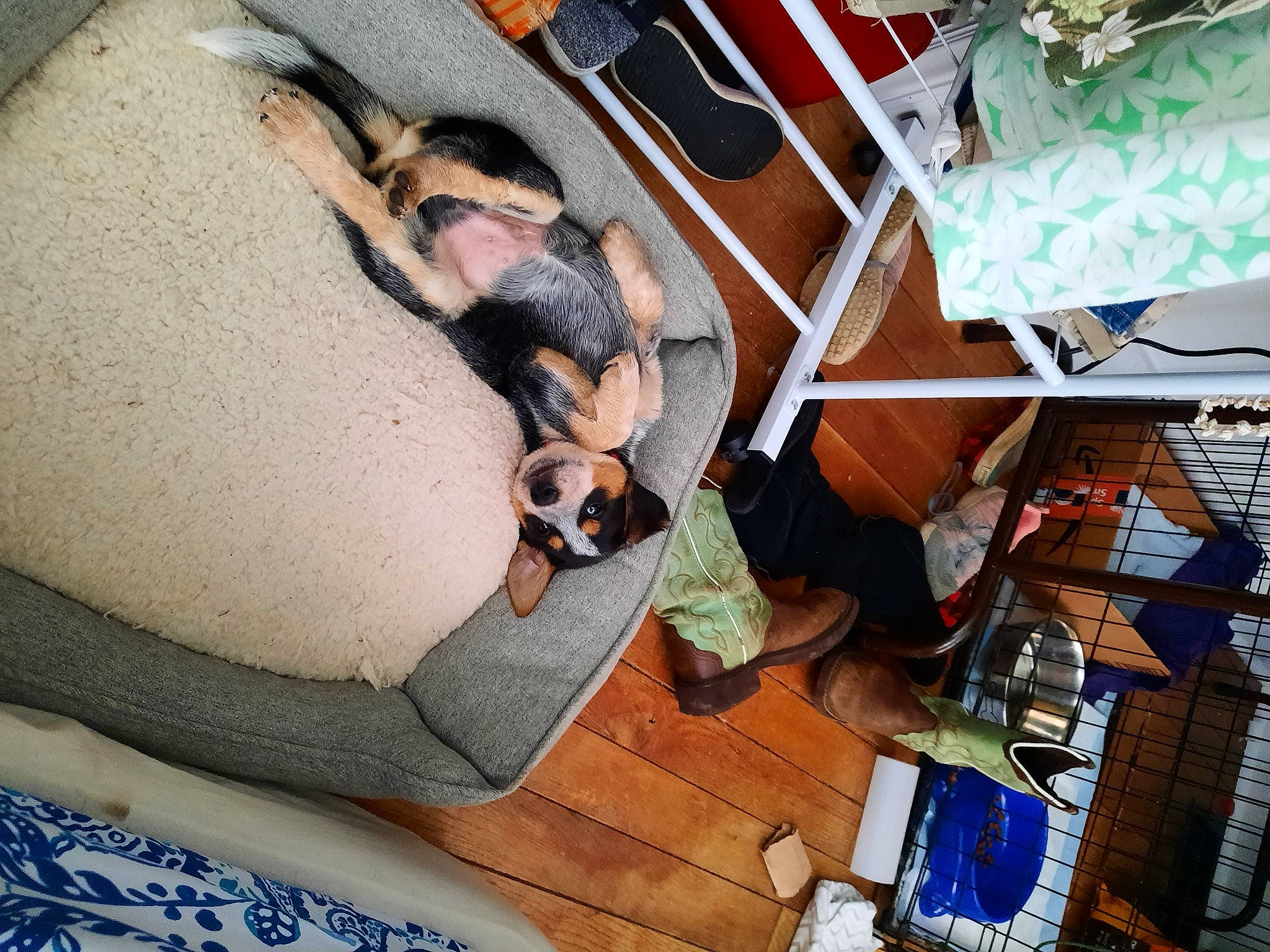 Hero joined the competition — help win amazing prizes! blue, canidae, comfort, companion_dog, couch, dog, dog_breed, fawn, floor, flooring, fun, fur, guard_dog, hardwood, leisure, living_room, room, thigh, visual_arts, wood