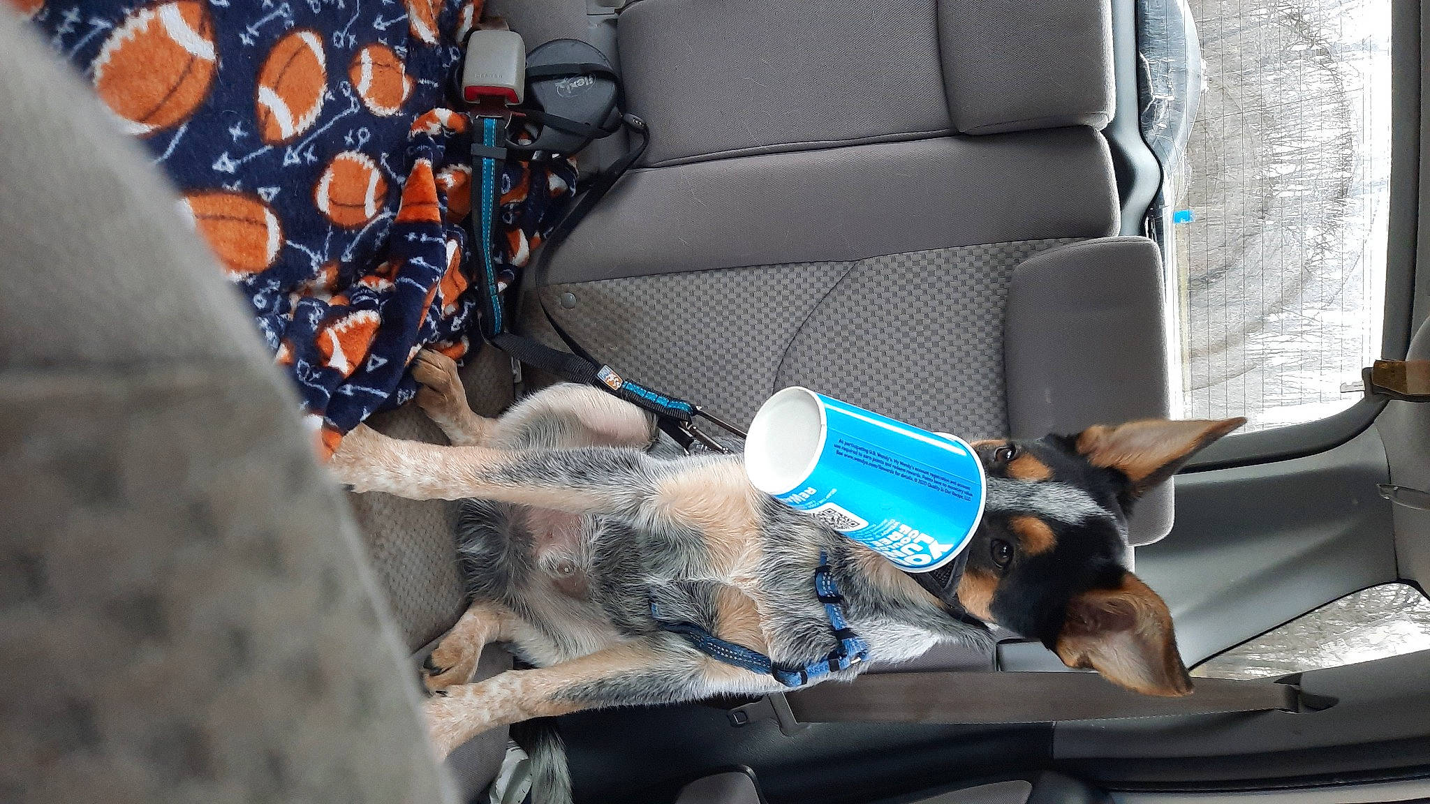 Hero joined the competition — help win amazing prizes! armrest, auto_part, canidae, car_seat, car_seat_cover, carnivore, collar, comfort, companion_dog, couch, dog, dog_breed, family_car, head_restraint, human_leg, motor_vehicle, sitting, thigh, vehicle, vehicle_door