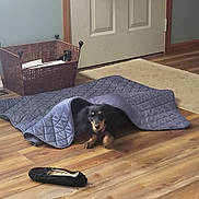 Mini Pearl joined the competition — help win amazing prizes! dog, blanket, floor, wooden_floor, slipper, indoor, basket, door, quilted, pet, cozy, brown, black, tan, home, comfort, animal, relaxing, small_dog, fur