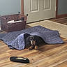 dog, blanket, floor, wooden_floor, slipper, indoor, basket, door, quilted, pet, cozy, brown, black, tan, home, comfort, animal, relaxing, small_dog, fur