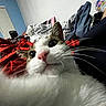 cat, closeup, indoor, blanket, furry, curious, pink_nose, whiskers, bedroom, fabric, pattern, domestic_animal, white_fur, tabby, cute, pet, animal, cozy, soft, relaxed