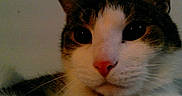 Frodo is registered to the contest to win money with this photo: cat, close_up, face, whiskers, pink_nose, fur, tabby, domestic_cat, pet, animal, indoor, portrait, curious, eyes, head, cute, mammal, looking, snapshot
