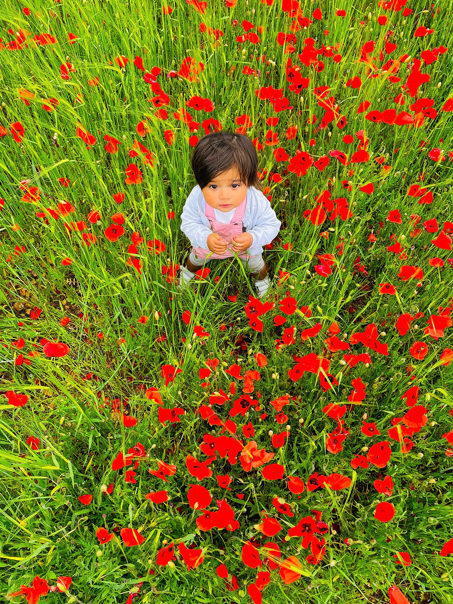 Leïna participe au concours pour gagner de l'argent avec cette photo : annual_plant, botany, field, flower, flowering_plant, font, grass, grass_family, grassland, green, groundcover, happy, leaf, meadow, natural_landscape, people_in_nature, person, petal, plant, red