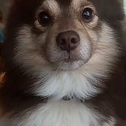 Santo is registered to the contest to win money with this photo: dog, close_up, fluffy, brown, white, pet, animal, indoors, face, fur, cute, portrait, canine, nose, ears, eyes, expression, cozy, looking_at_camera, soft_light