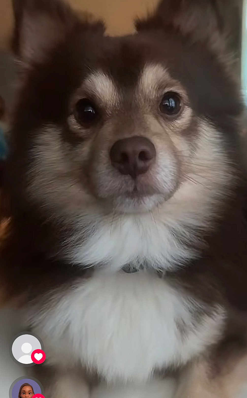Santo is registered to the contest to win money with this photo: dog, close_up, fluffy, brown, white, pet, animal, indoors, face, fur, cute, portrait, canine, nose, ears, eyes, expression, cozy, looking_at_camera, soft_light