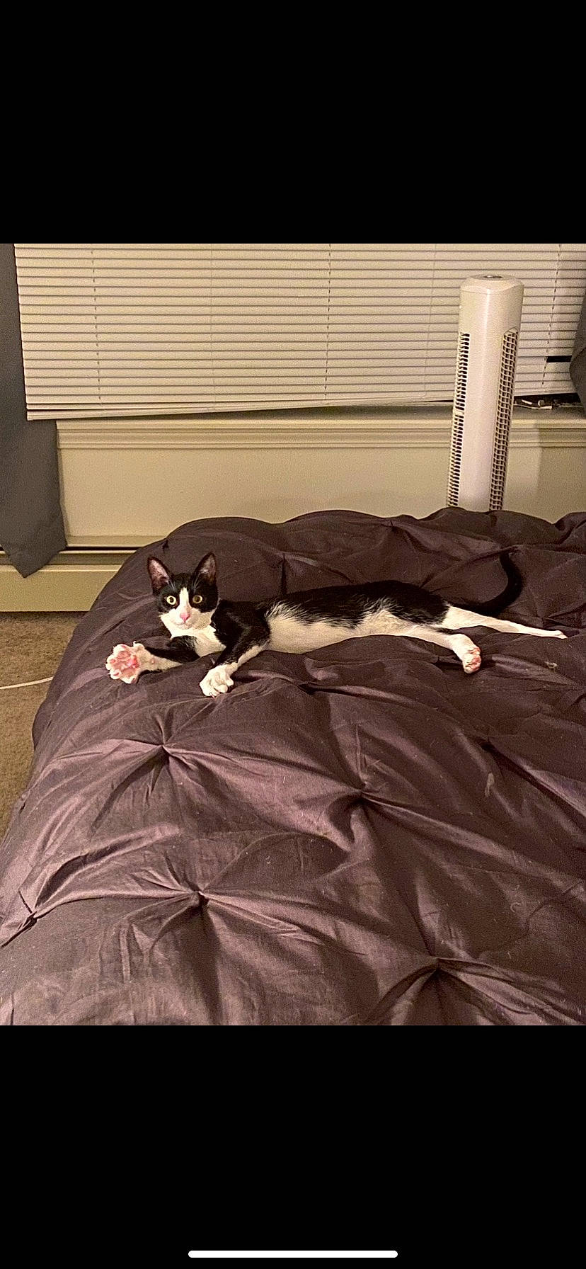 Dude joined the competition — help win amazing prizes! bed, bed_frame, bed_sheet, bedding, bedroom, brown, carnivore, cat, comfort, duvet, felidae, floor, flooring, hardwood, linens, room, small_to_medium_sized_cats, tints_and_shades, whiskers, wood