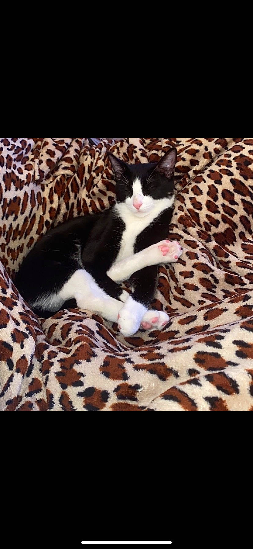 Dude is registered to the contest to win money with this photo: canidae, carmine, carnivore, cat, claw, comfort, companion_dog, domestic_short_haired_cat, felidae, flooring, fur, linens, pattern, paw, rectangle, small_to_medium_sized_cats, square, tail, whiskers, wood