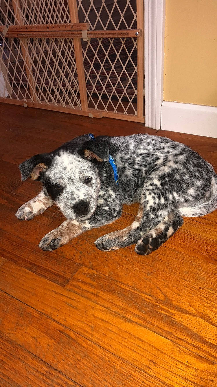 Ryker is registered to the contest to win money with this photo: braque_du_bourbonnais, carnivore, companion_dog, dog, dog_breed, flooring, fur, hardwood, laminate_flooring, sporting_group, terrestrial_animal, treeing_tennessee_brindle, wood, wood_flooring, working_animal