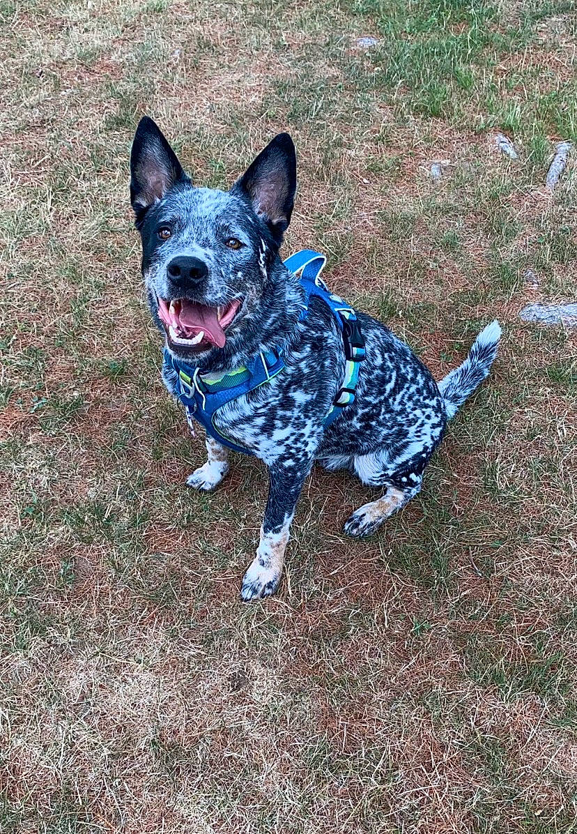 Ryker is registered to the contest to win money with this photo: art, australian_stumpy_tail_cattle_dog, canidae, carnivore, collar, companion_dog, dog, dog_breed, dog_supply, electric_blue, fawn, grass, plant, snout, soil, sporting_group, tail, terrestrial_animal, toy_dog, whiskers