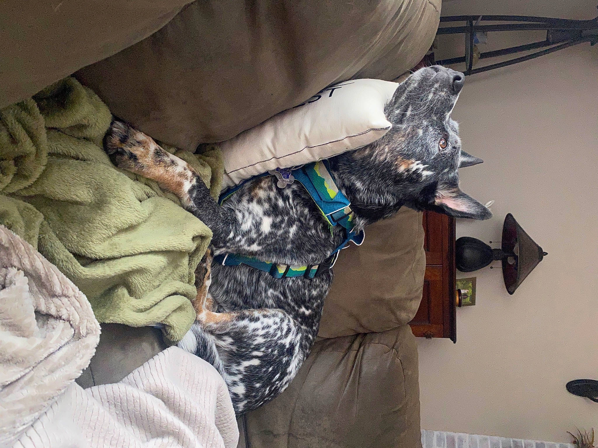 Ryker is registered to the contest to win money with this photo: army, bag, camouflage, comfort, couch, fur, gesture, hat, linens, military_camouflage, military_person, military_uniform, pattern, personal_protective_equipment, room, sleeve, textile, tree, uniform, vertebrate