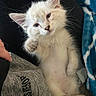 cat, kitten, white_fur, fluffy, blue_eyes, pink_ears, whiskers, paws, sitting, portrait, indoor, blanket, cozy, human_lap, pet, cute, young_animal, long_hair, relaxed, close_up