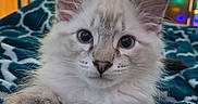 Mufasa joined the competition — help win amazing prizes! cat, kitten, fluffy, long_hair, white_fur, gray markings, blue_eyes, face, ears, whiskers, paws, indoor, bed, blanket, portrait, close_up, sitting, cute, colorful_lights, bedroom