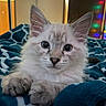 cat, kitten, fluffy, long_hair, white_fur, gray markings, blue_eyes, face, ears, whiskers, paws, indoor, bed, blanket, portrait, close_up, sitting, cute, colorful_lights, bedroom