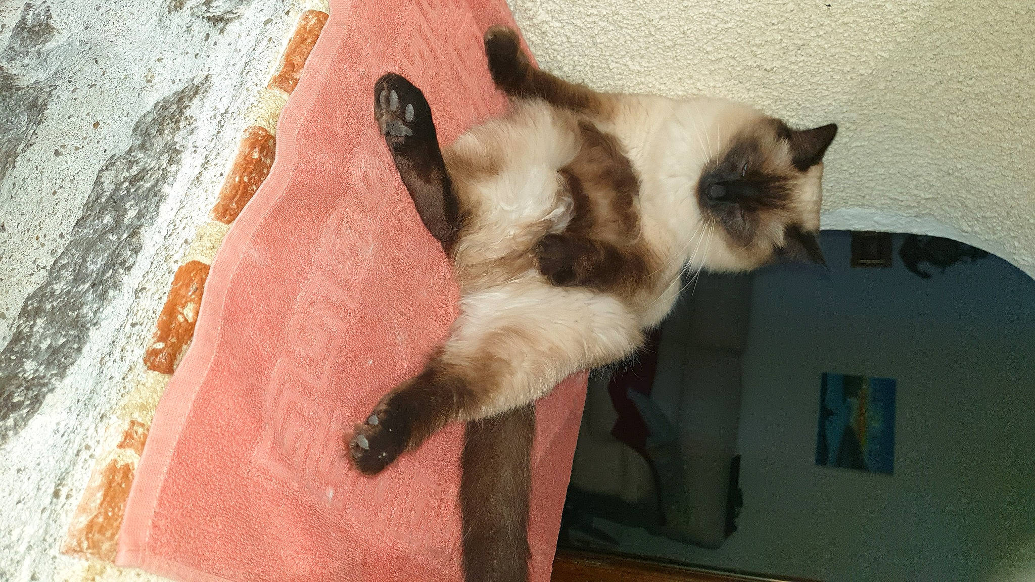 Saïka a rejoint le concours — aidez-le/la à gagner de superbes lots ! balinese, birman, carnivore, cat, claw, dog_breed, domestic_short_haired_cat, fawn, felidae, flooring, fur, paw, siamese, small_to_medium_sized_cats, snout, tail, thai, whiskers, wood