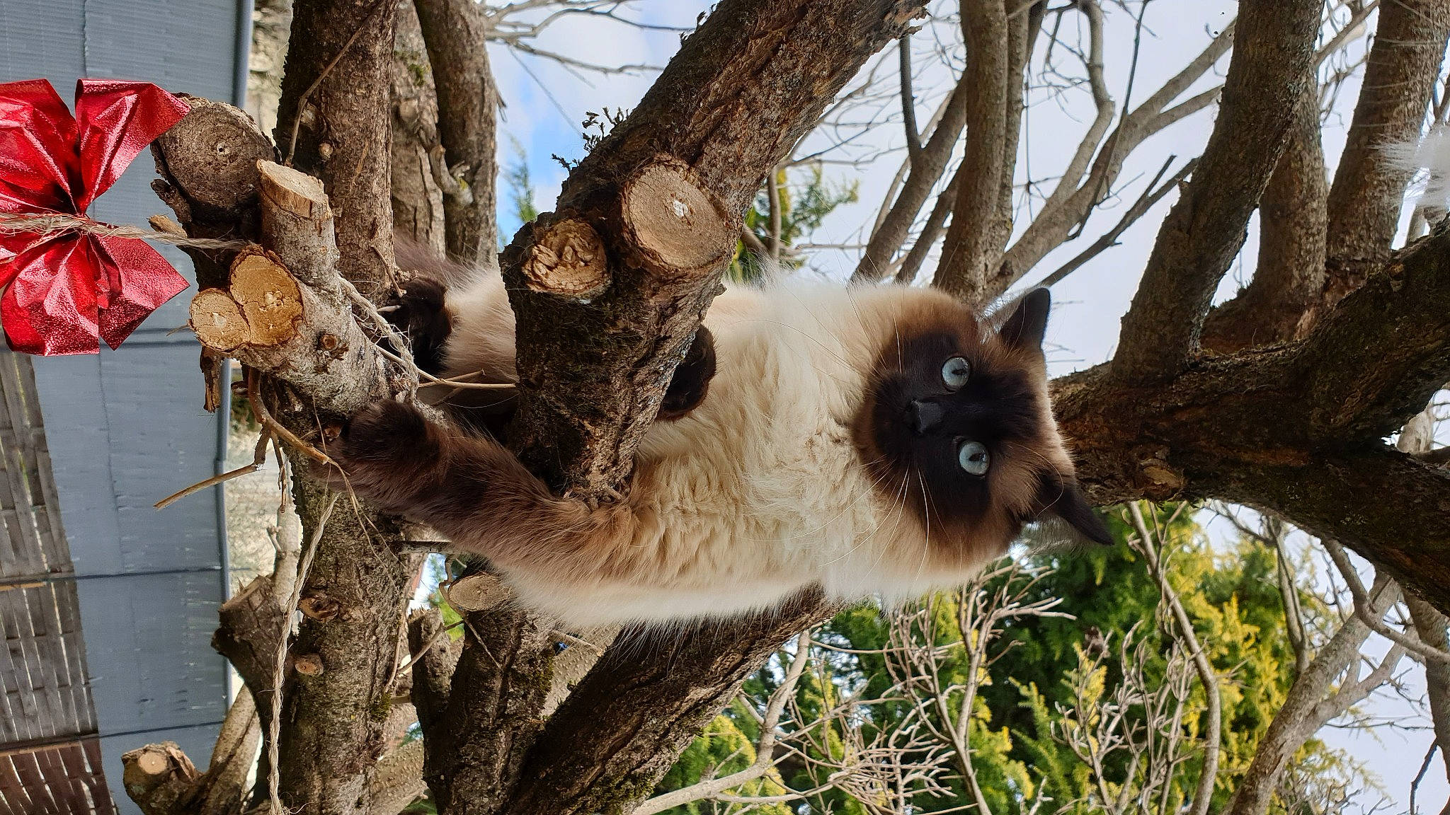 Saïka participe au concours pour gagner de l'argent avec cette photo : carnivore, fawn, felidae, fur, marsupial, natural_material, panda, plant, siamese, sky, terrestrial_animal, tree, trunk, twig, whiskers, wildlife, wood