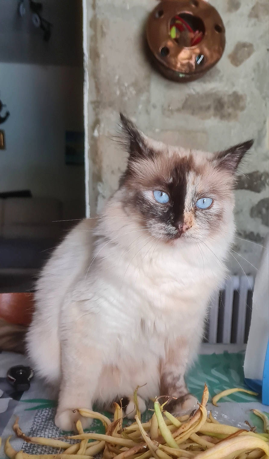 Plume participe au concours pour gagner de l'argent avec cette photo : balinese, birman, carnivore, cat, domestic_short_haired_cat, fawn, felidae, fur, iris, siamese, sitting, small_to_medium_sized_cats, snout, tail, terrestrial_animal, thai, tonkinese, whiskers