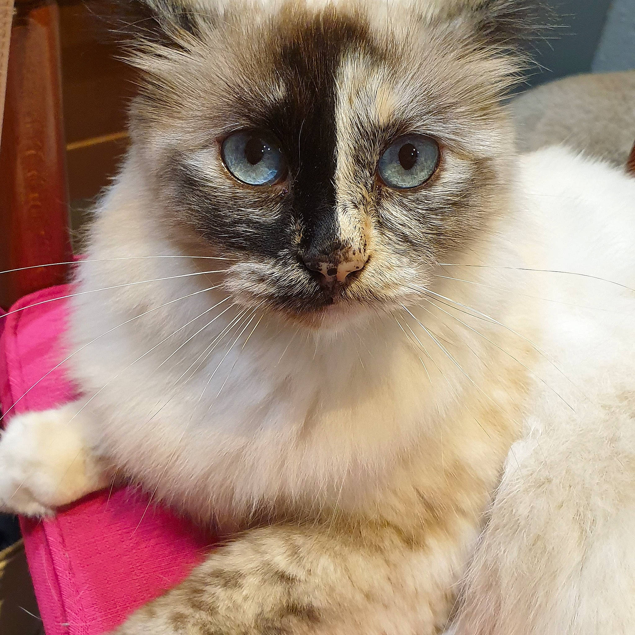 Plume participe au concours pour gagner de l'argent avec cette photo : balinese, birman, carnivore, cat, claw, domestic_short_haired_cat, door, eye, fawn, felidae, fur, head, pet_supply, small_to_medium_sized_cats, snout, tail, terrestrial_animal, thai, whiskers, window